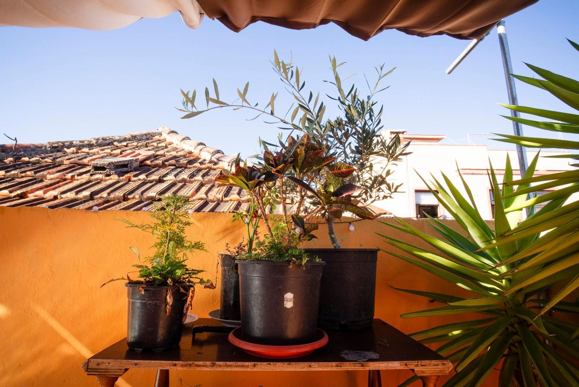 Hostel Tenerife Ла Оротава Екстериор снимка